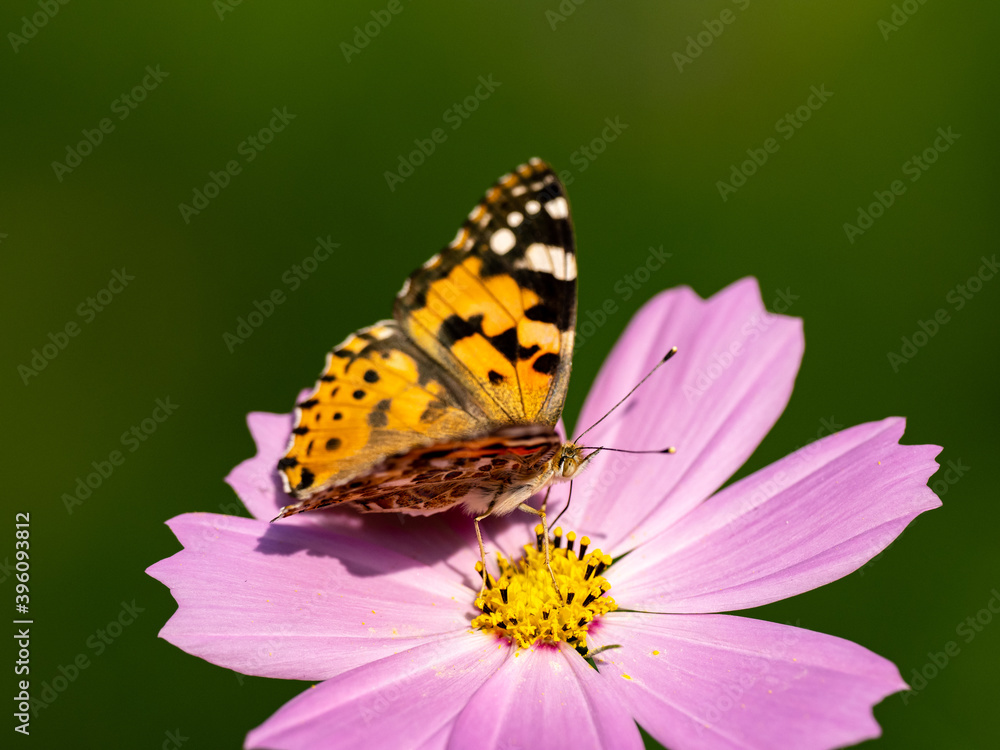 Painted Lady butterfly feeding from flower 1 Painted Lady butterfly feeding from flower 1
