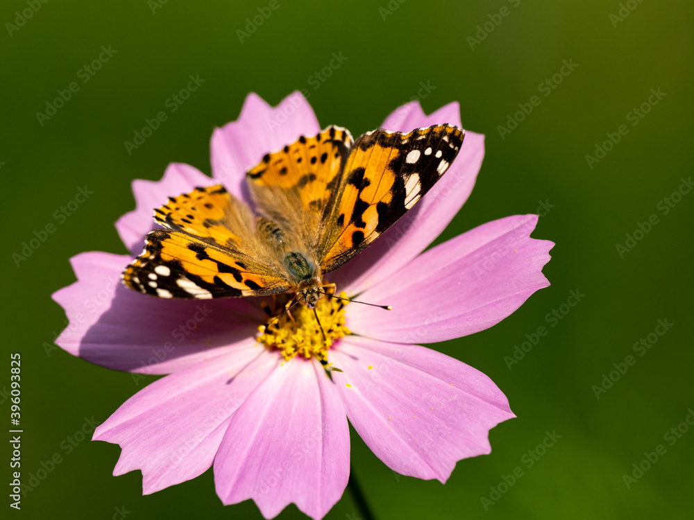 Fototapeta premium Painted Lady butterfly feeding from flower 3