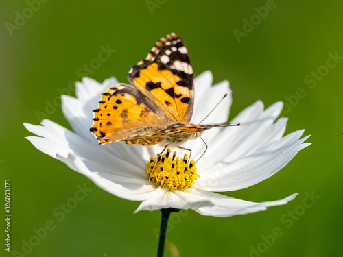Photography Painted Lady butterfly feeding from flower 7