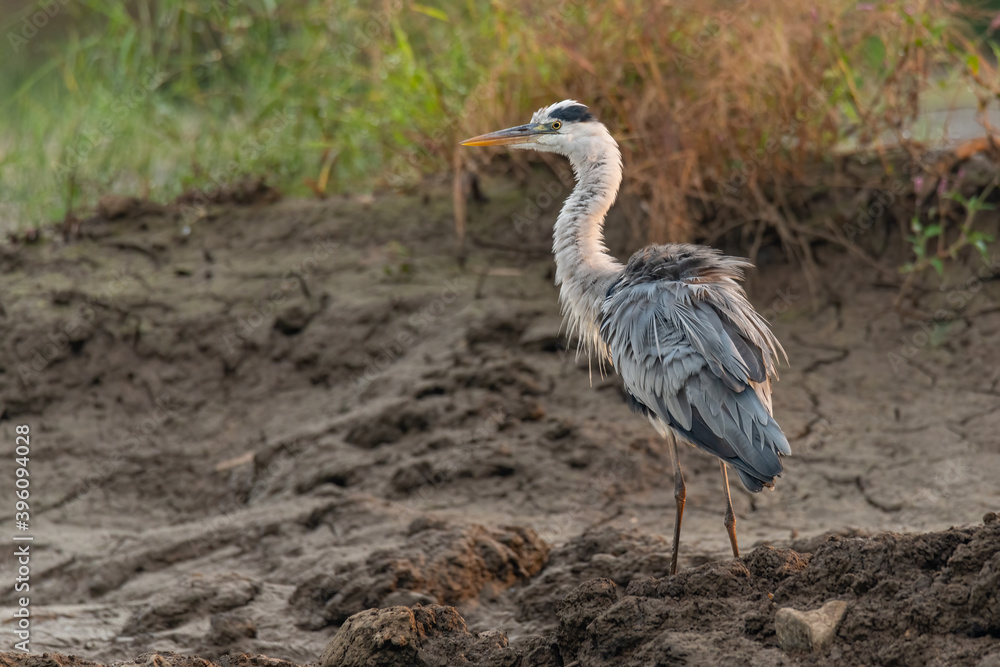 Fototapeta premium Grey heron puffing up its plumage