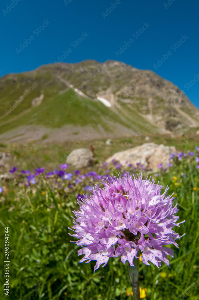 Round headed orchid (Traunsteinera globosa), Maritime alps, Italy. Round headed orchid (Traunsteinera globosa), Maritime alps, Italy.