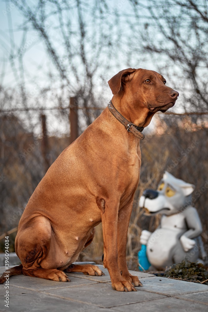 The purebred African Rhodesian Ridgeback is a remarkable sporting breed of dog.