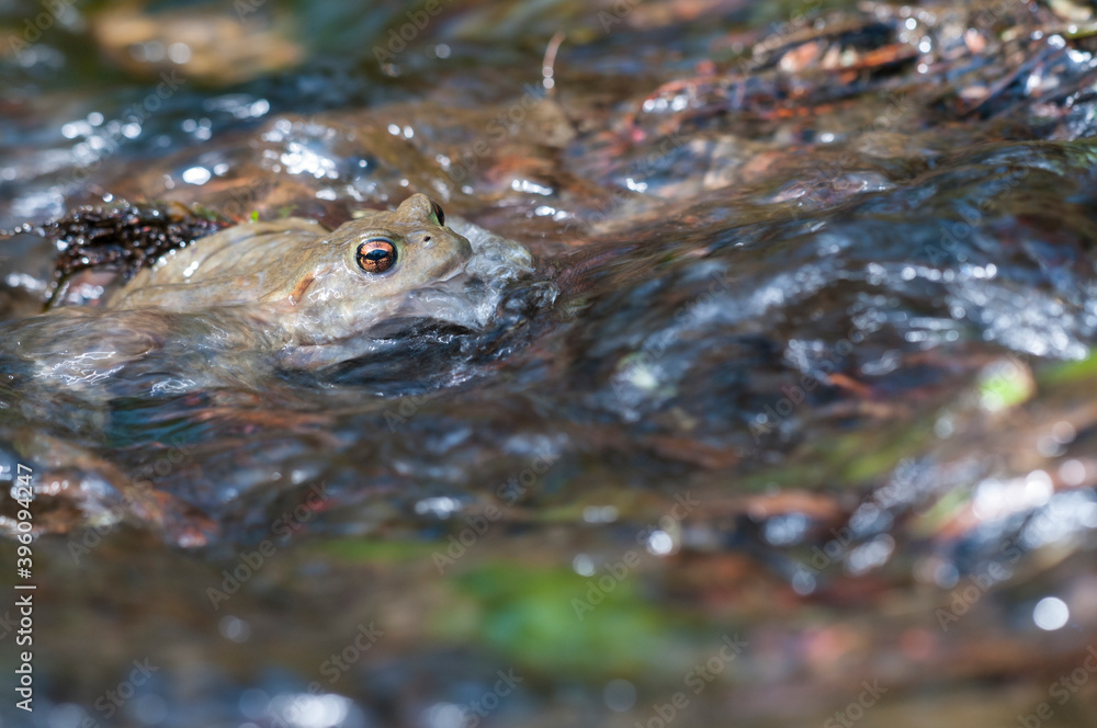 Common toad (Bufo bufo) in a stream in the Cinque Terre National Park, Italy. Common toad (Bufo bufo) in a stream in the Cinque Terre National Park, Italy.