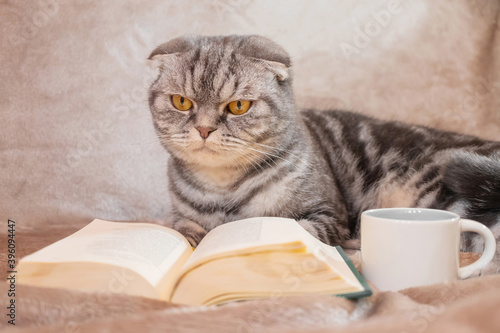 A gray striped Scottish Fold cat with yellow eyes sits on a blanket with a book and a cup. Cute funny pet. The concept of home comfort, relaxation, reading.