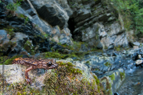 North-west italian cave salamander  Hydromantes strinatii  in its habitat  Liguria  Italy.