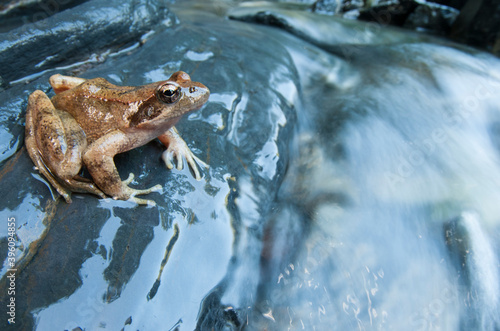 Fényképezés Italian stream frog (Rana italica), Italy.