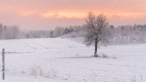 Pokryte śniegiem drzewa i pola podczas wschodu słońca