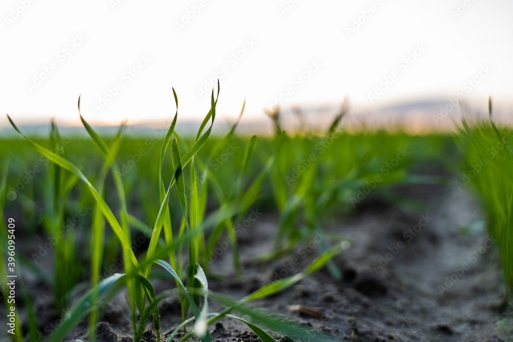 Close up young green wheat seedlings growing in a soil on a field in a sunset. Close up on sprouting rye agriculture on a field in sunset. Sprouts of rye. Wheat grows in chernozem planted in autumn. Close up young green wheat seedlings growing in a soil on a field in a sunset. Close up on sprouting rye agriculture on a field in sunset. Sprouts of rye. Wheat grows in chernozem planted in autumn.