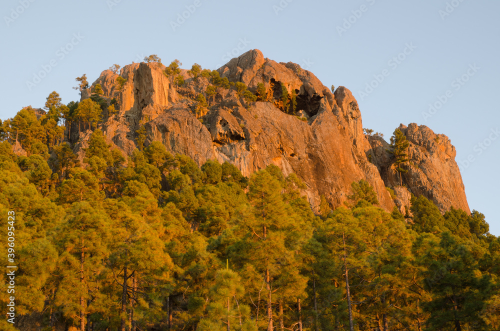 Morro de Pajonales and forest of Canary island pine Pinus canariensis. Natural Reserve of Inagua. Tejeda. Gran Canaria. Canary Islands. Spain. Morro de Pajonales and forest of Canary island pine Pinus canariensis. Natural Reserve of Inagua. Tejeda. Gran Canaria. Canary Islands. Spain.