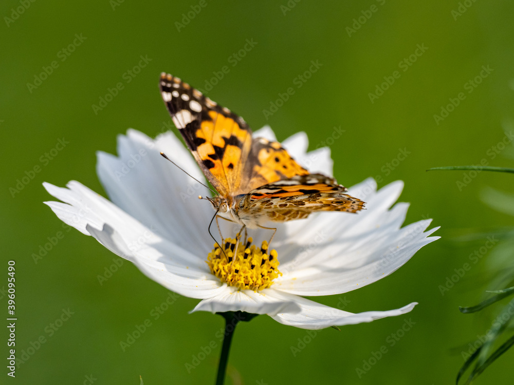 Painted Lady butterfly feeding from flower 9 Painted Lady butterfly feeding from flower 9