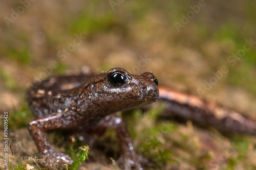 Ambrosii cave salamander (Hydromantes ambrosii) near Cinque Terre National Park, Italy. photo