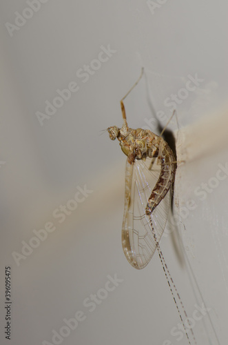 Mayfly Cloeum dipterum on a wall. Cruz de Pajonales. Tejeda. Gran Canaria. Canary Islands. Spain. photo