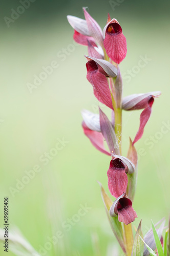 Long-lipped serapias (Serapias vomeracea), Italy. photo