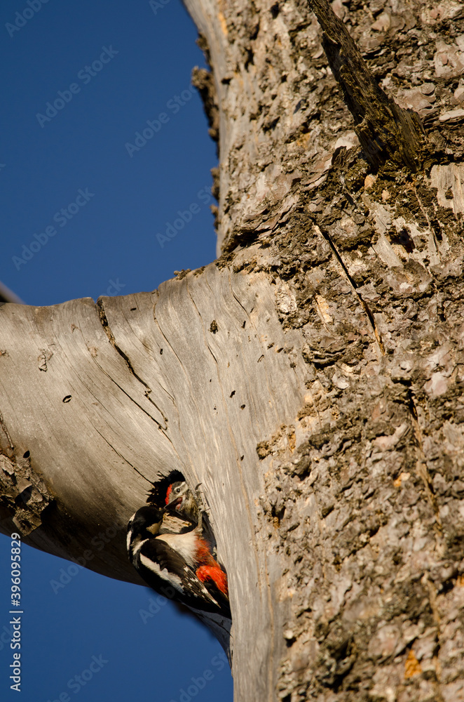 Great spotted woodpeckers Dendrocopos major thanneri. Female and chick in the entrance of the nest. Inagua. Gran Canaria. Canary Islands. Spain.