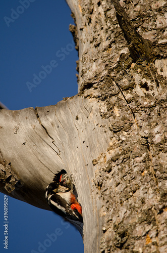 Great spotted woodpeckers Dendrocopos major thanneri. Female and chick in the entrance of the nest. Inagua. Gran Canaria. Canary Islands. Spain.