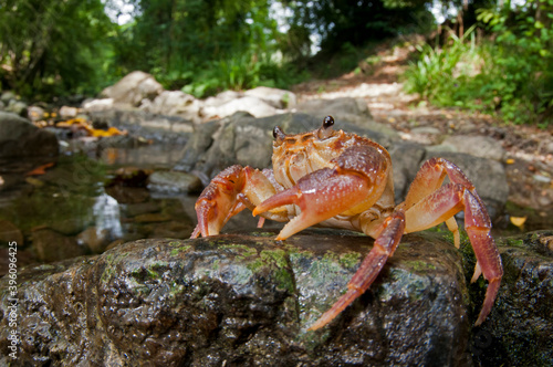 Freshwater crab (Potamon fluviatile) in its habitat, Tuscany, Italy.