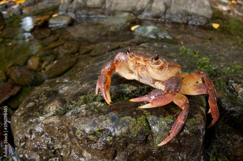 Freshwater crab (Potamon fluviatile) in its habitat, Tuscany, Italy. photo