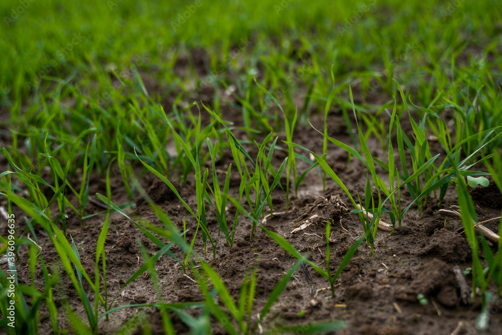 Close up young wheat seedlings growing in a field. Green wheat growing in soil. Close up on sprouting rye agriculture on a field in sunset. Sprouts of rye. Wheat grows in chernozem planted in autumn. Close up young wheat seedlings growing in a field. Green wheat growing in soil. Close up on sprouting rye agriculture on a field in sunset. Sprouts of rye. Wheat grows in chernozem planted in autumn.