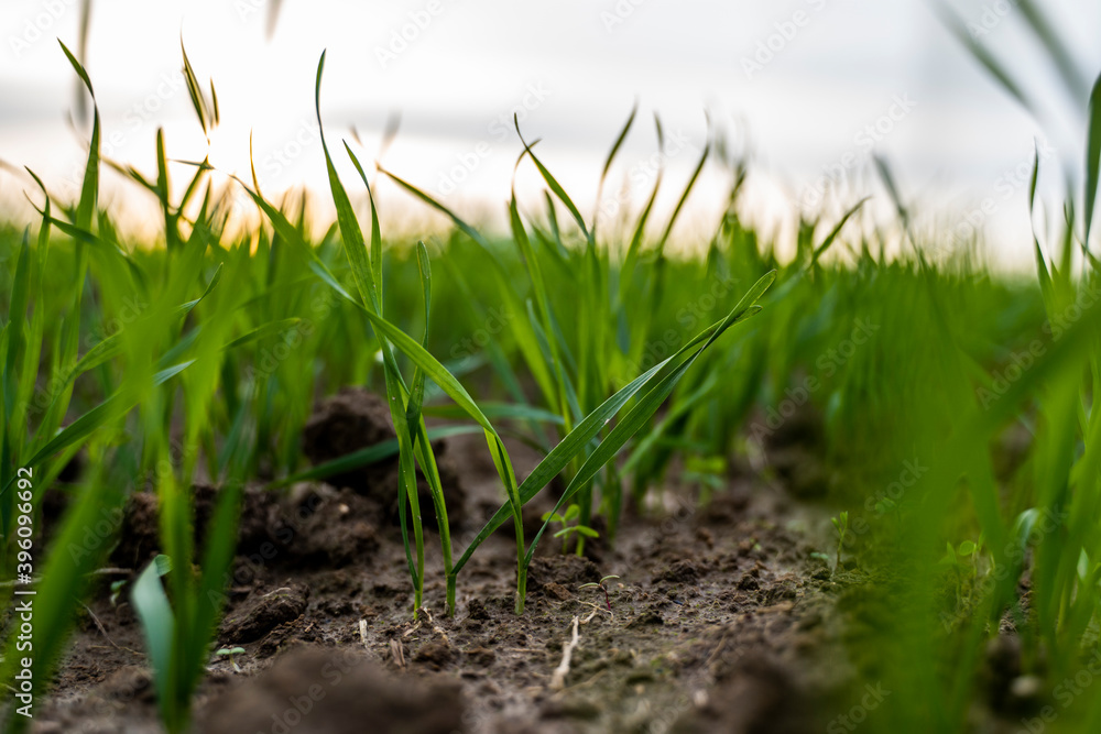 Close up young wheat seedlings growing in a field. Green wheat growing in soil. Close up on sprouting rye agriculture on a field in sunset. Sprouts of rye. Wheat grows in chernozem planted in autumn. Close up young wheat seedlings growing in a field. Green wheat growing in soil. Close up on sprouting rye agriculture on a field in sunset. Sprouts of rye. Wheat grows in chernozem planted in autumn.