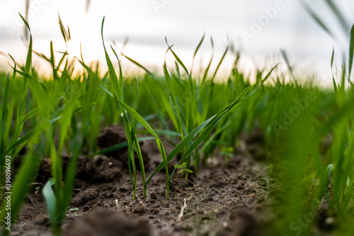 Close up young wheat seedlings growing in a field. Green wheat growing in soil. Close up on sprouting rye agriculture on a field in sunset. Sprouts of rye. Wheat grows in chernozem planted in autumn.