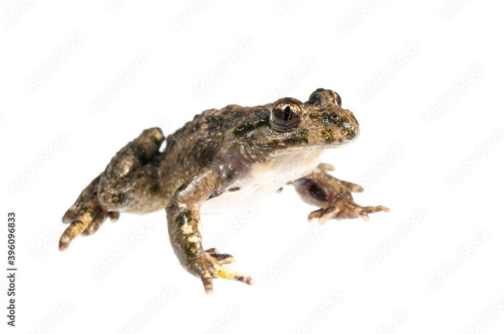 Parsley frog (Pelodytes punctatus) on white background, Liguria, Italy. Parsley frog (Pelodytes punctatus) on white background, Liguria, Italy.