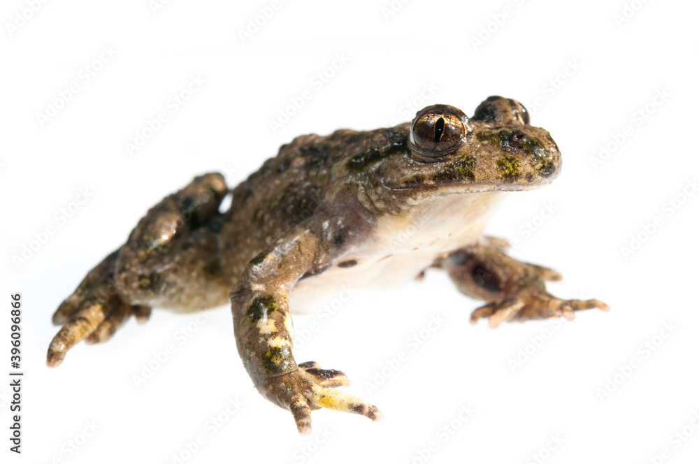 Parsley frog (Pelodytes punctatus) on white background, Liguria, Italy. Parsley frog (Pelodytes punctatus) on white background, Liguria, Italy.