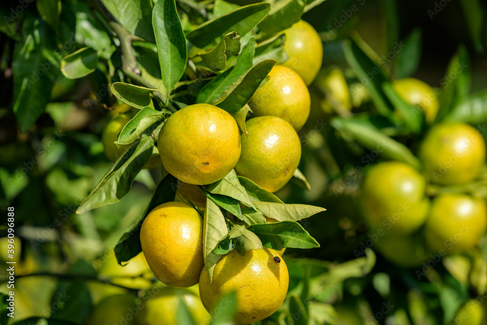 satsuma orange fruit that began to ripe, on the branch satsuma orange fruit that began to ripe, on the branch