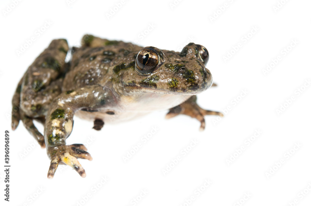 Fototapeta premium Parsley frog (Pelodytes punctatus) on white background, Liguria, Italy.