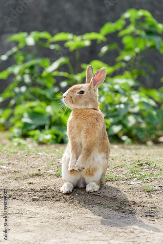 European rabbit, standing up on two legs