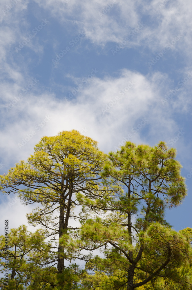 Forest of Canary Island pine Pinus canariensis. Integral Natural Reserve of Inagua. Gran Canaria. Canary Islands. Spain. Forest of Canary Island pine Pinus canariensis. Integral Natural Reserve of Inagua. Gran Canaria. Canary Islands. Spain.