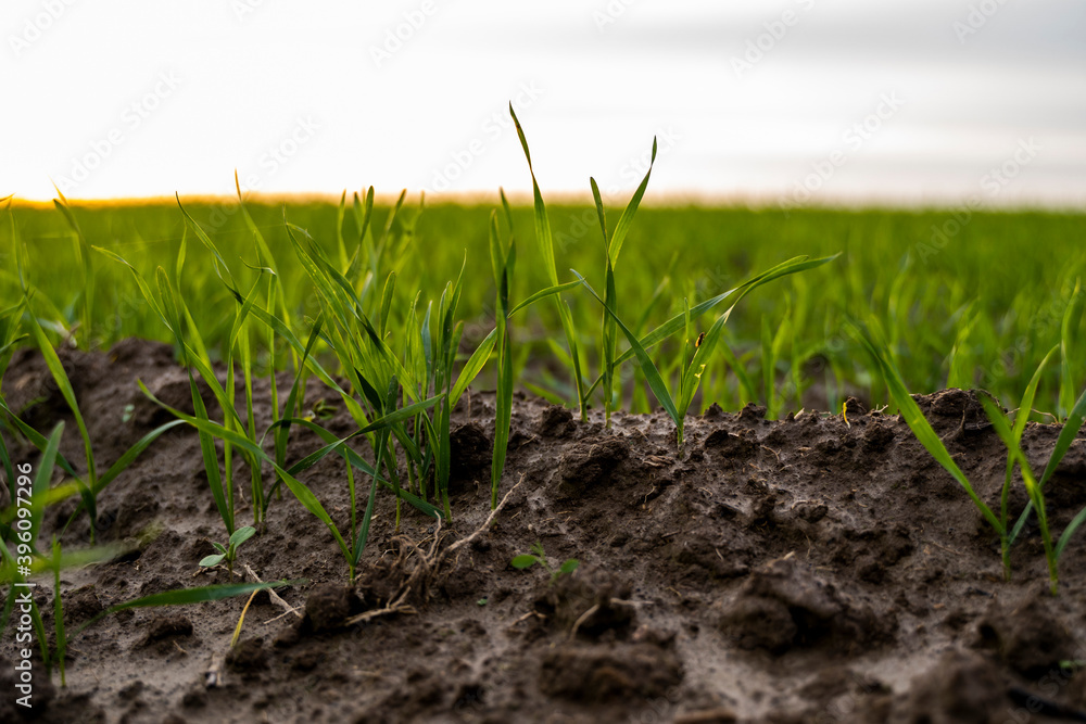 Close up young wheat seedlings growing in a field. Green wheat growing in soil. Close up on sprouting rye agriculture on a field in sunset. Sprouts of rye. Wheat grows in chernozem planted in autumn. Close up young wheat seedlings growing in a field. Green wheat growing in soil. Close up on sprouting rye agriculture on a field in sunset. Sprouts of rye. Wheat grows in chernozem planted in autumn.