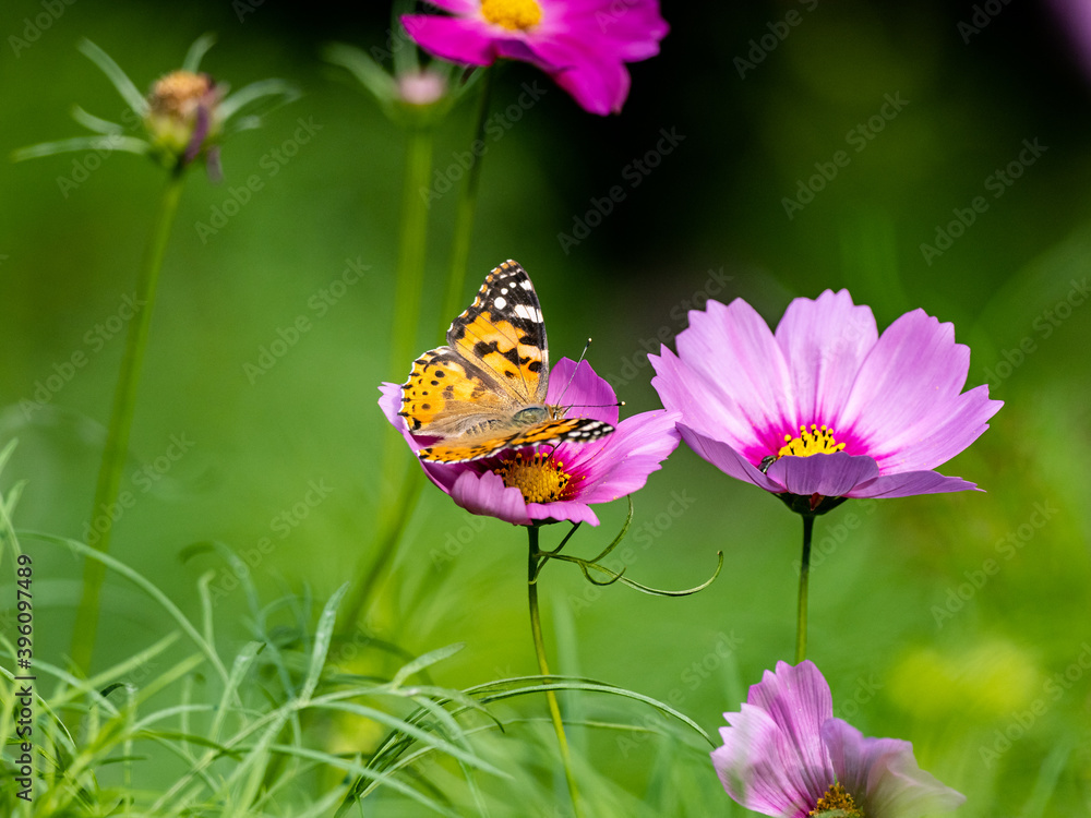 Painted Lady butterfly feeding from flower 12 Painted Lady butterfly feeding from flower 12
