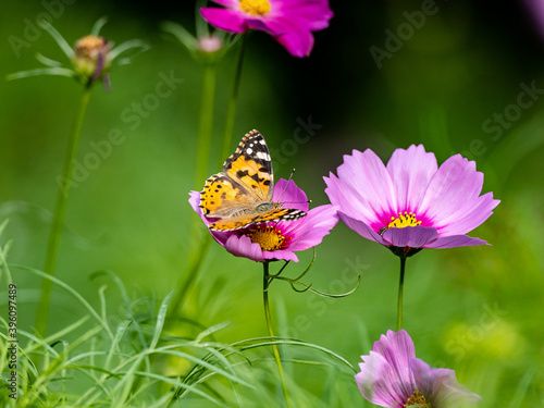 Painted Lady butterfly feeding from flower 12
