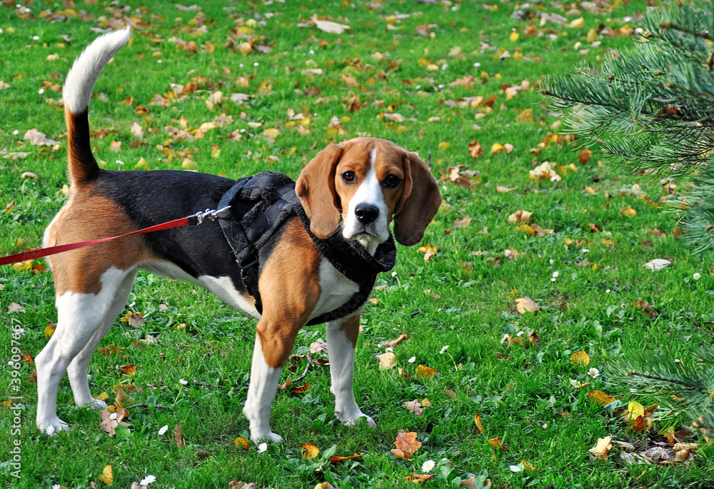 Beagle dog stands motionless in an autumn Park