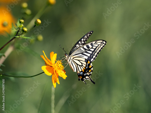 Chinese Yellow Swallowtail feeding from flowers 4