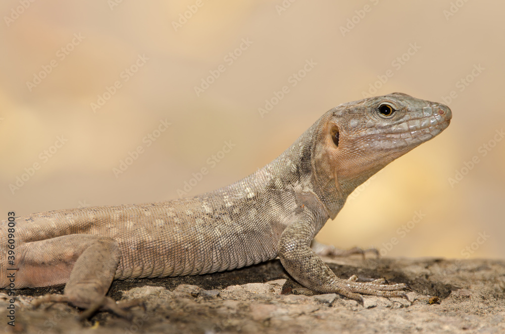 Gran Canaria giant lizard Gallotia stehlini. Female. Cruz de Pajonales. Natural Reserve of Inagua. Tejeda. Gran Canaria. Canary Islands. Spain. Gran Canaria giant lizard Gallotia stehlini. Female. Cruz de Pajonales. Natural Reserve of Inagua. Tejeda. Gran Canaria. Canary Islands. Spain.