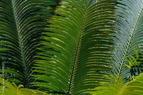 Palm tree leaves. Tropical forest natural, green pattern.