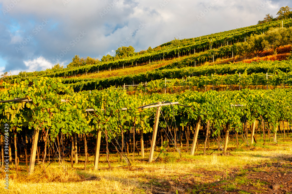 View over La Fitta vineyard, Veneto, Italy