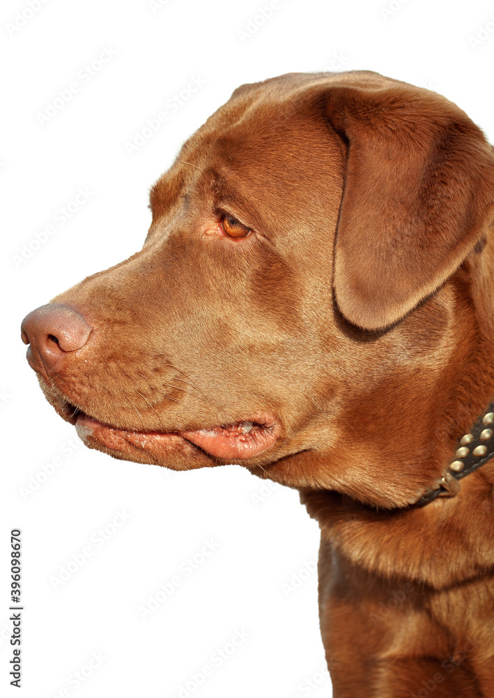 Chocolate Labrador dog close-up with metal collar.