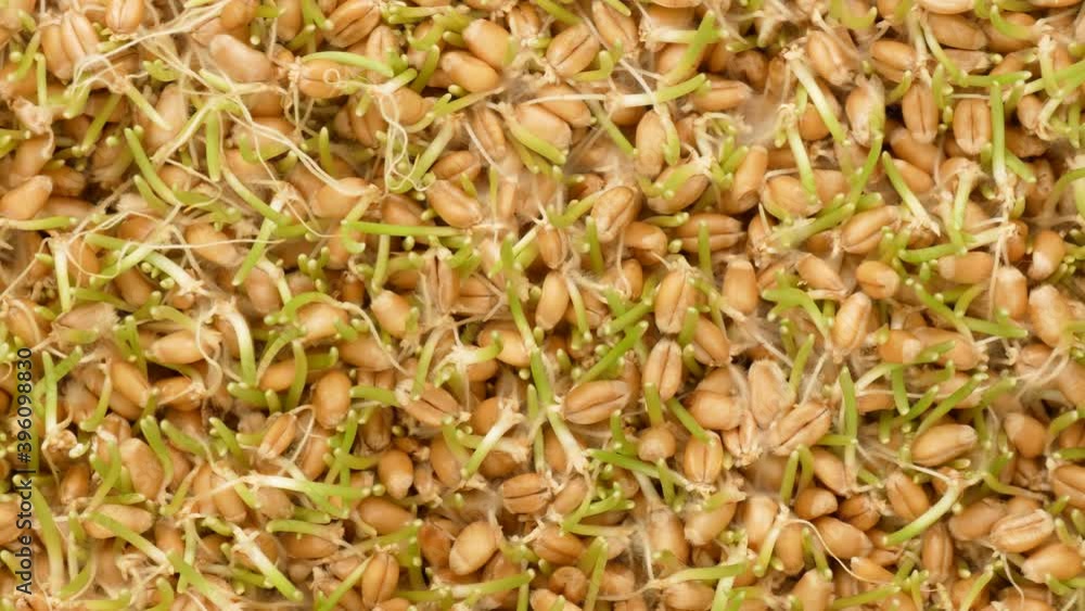 Germinated wheat seeds. Healthy eating concept. Germinated wheat seeds. Healthy eating concept.