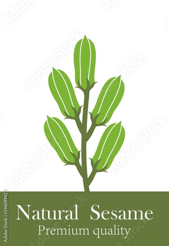 Sesame logo. Isolated sesame on white background