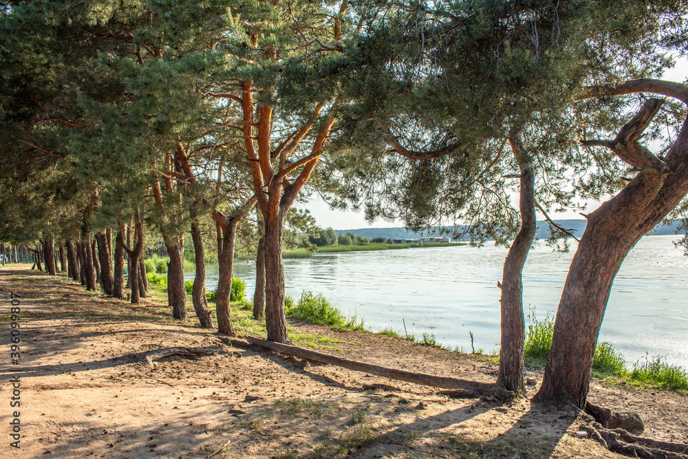 pine trees by the lake on a summer day
pine trees by the lake on a summer day