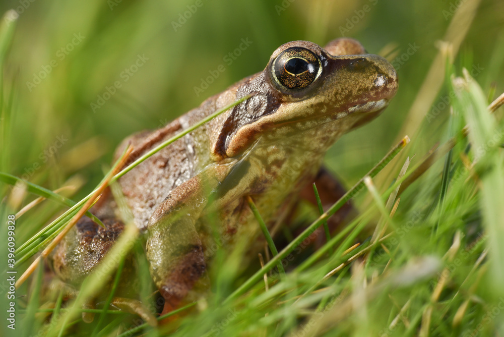 frog in the grass frog in the grass