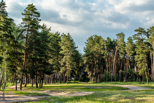 
trees at the forest edge on a summer day