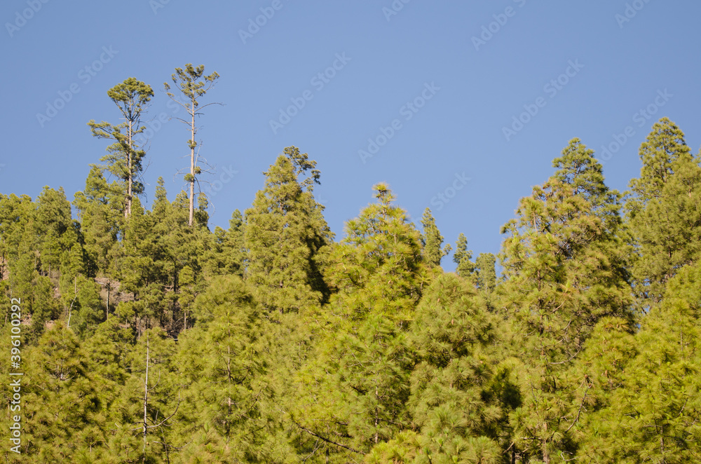 Forest of Canary Island pine Pinus canariensis. Integral Natural Reserve of Inagua. Gran Canaria. Canary Islands. Spain. Forest of Canary Island pine Pinus canariensis. Integral Natural Reserve of Inagua. Gran Canaria. Canary Islands. Spain.
