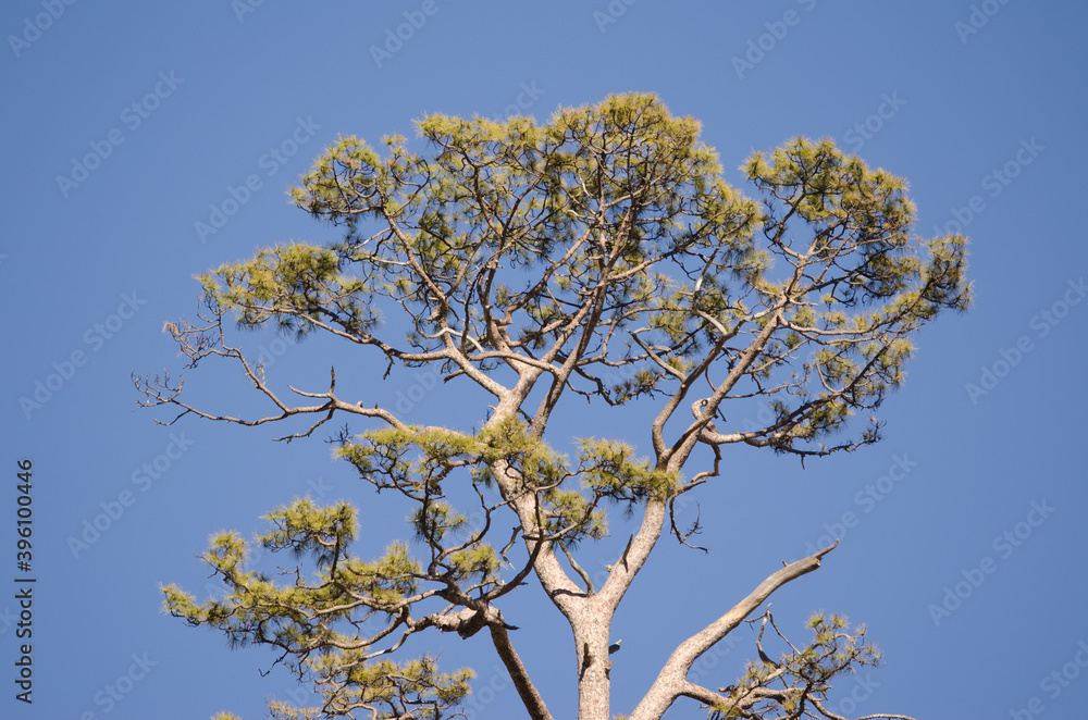 Canary Island pine Pinus canariensis. Integral Natural Reserve of Inagua. Gran Canaria. Canary Islands. Spain. Canary Island pine Pinus canariensis. Integral Natural Reserve of Inagua. Gran Canaria. Canary Islands. Spain.