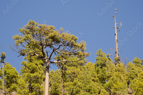 Forest of Canary Island pine Pinus canariensis. Integral Natural Reserve of Inagua. Gran Canaria. Canary Islands. Spain.