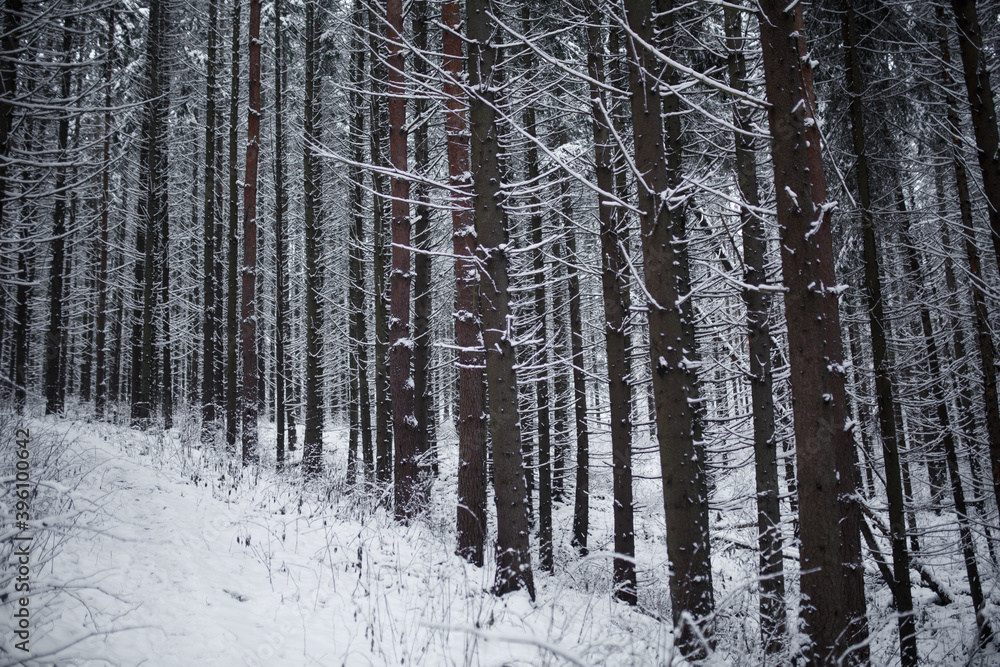 snow on trees in winter forest snow on trees in winter forest