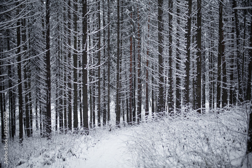 snow on trees in winter forest © vov8000