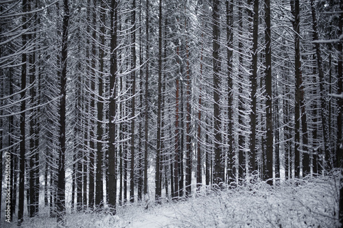 snow on trees in winter forest © vov8000